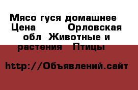 Мясо гуся домашнее › Цена ­ 250 - Орловская обл. Животные и растения » Птицы   